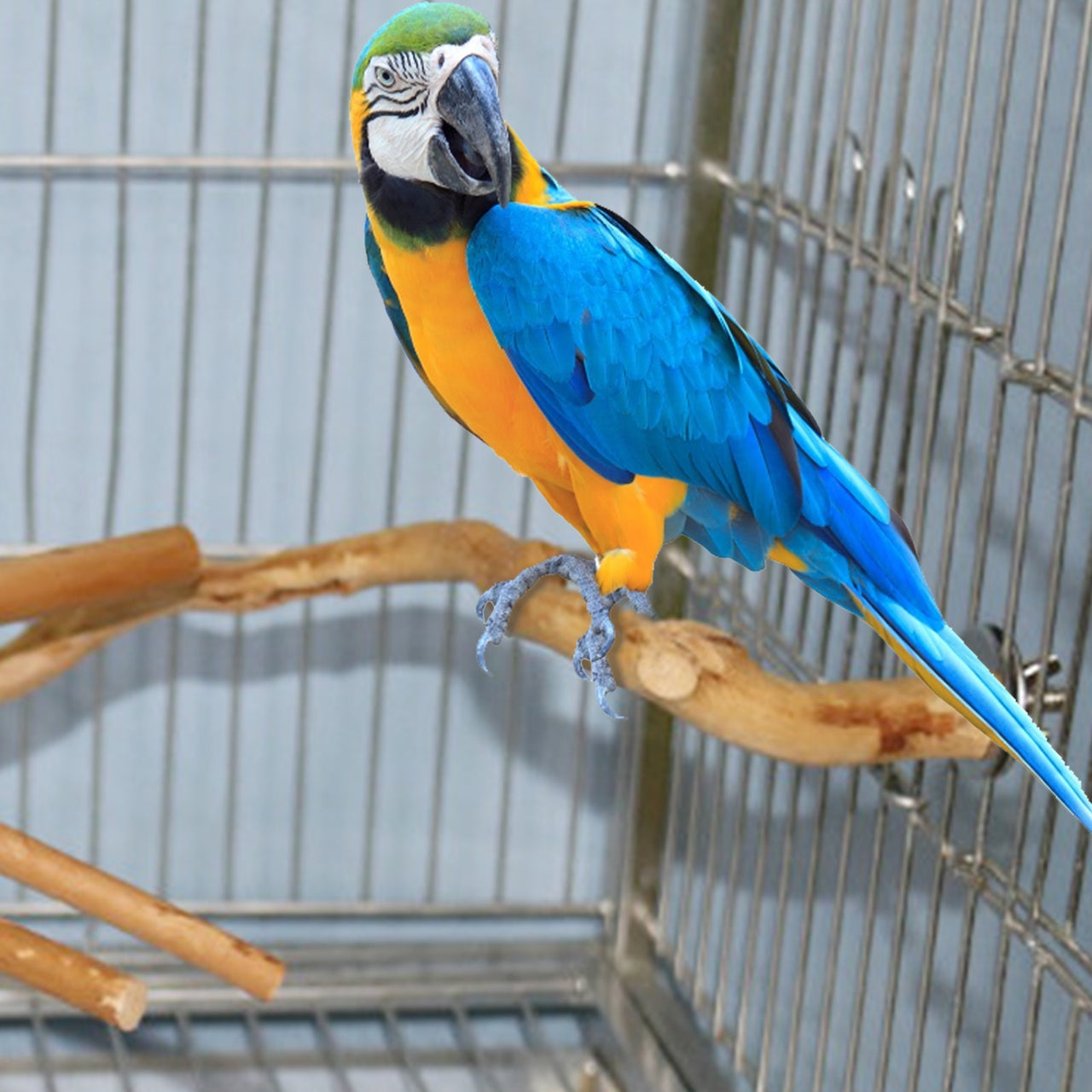 Pet Parrot Bird Standing Stick Wood Pole Parrot Toy Bird Cockatiel Parakeet Perches Bite Claw Grinding Toy Bird Cage Accessorie