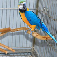 Thumbnail for Pet Parrot Bird Standing Stick Wood Pole Parrot Toy Bird Cockatiel Parakeet Perches Bite Claw Grinding Toy Bird Cage Accessorie