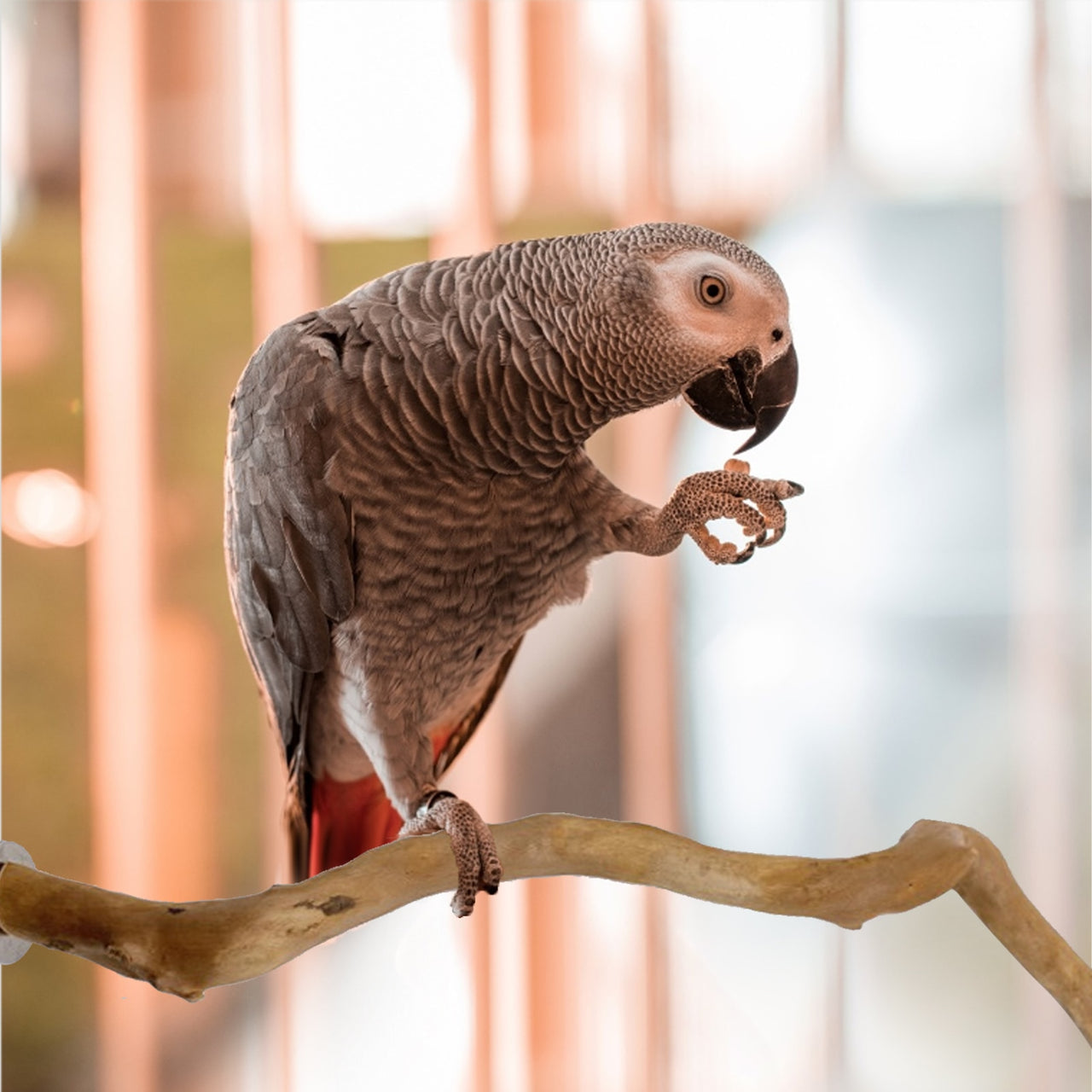 Pet Parrot Bird Standing Stick Wood Pole Parrot Toy Bird Cockatiel Parakeet Perches Bite Claw Grinding Toy Bird Cage Accessorie