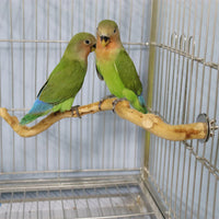 Thumbnail for Pet Parrot Bird Standing Stick Wood Pole Parrot Toy Bird Cockatiel Parakeet Perches Bite Claw Grinding Toy Bird Cage Accessorie