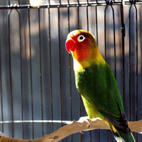 Thumbnail for Pet Parrot Bird Standing Stick Wood Pole Parrot Toy Bird Cockatiel Parakeet Perches Bite Claw Grinding Toy Bird Cage Accessorie